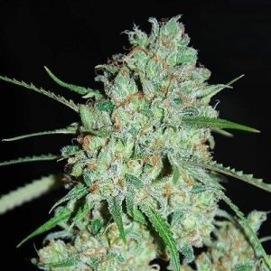 Afghan Seeds (Fem)~ (100 Pieces)