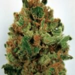 Blue Magoo Marijuana strain