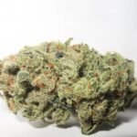 Chernobyl  marijuana  Strain