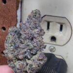 Sunset sherbet leafly