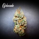Gelonade weed strain