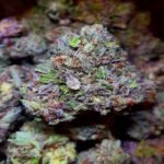 cannabis Grape Fruit