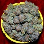 Harlequin marijuana strain